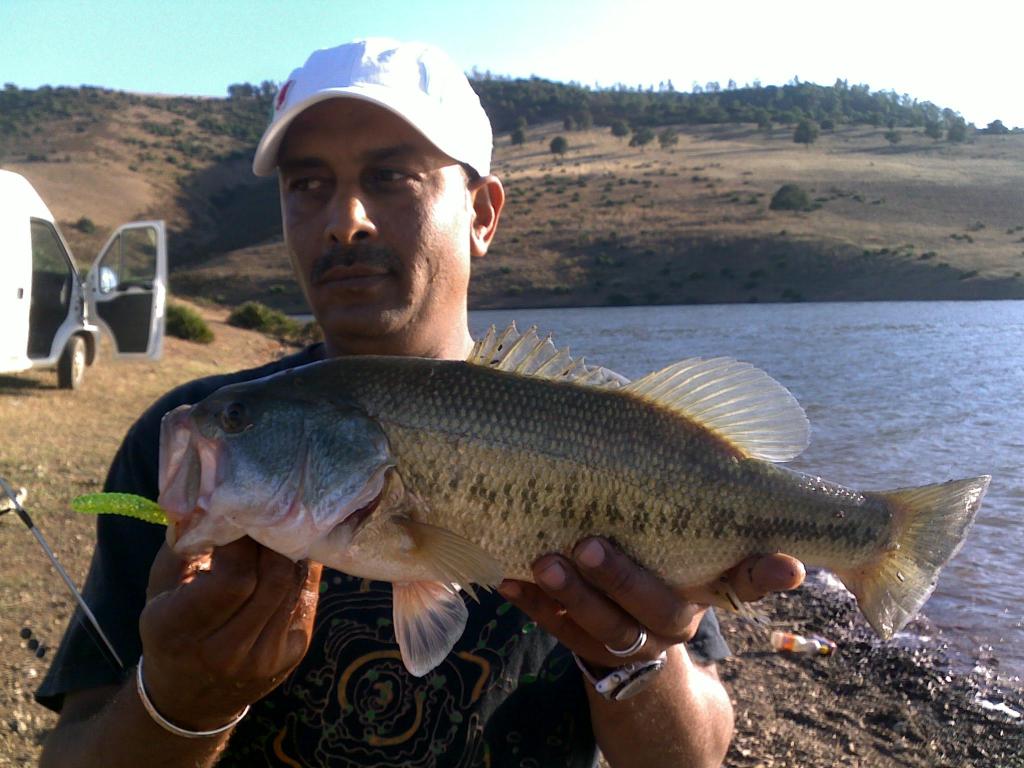 black bass Marocain