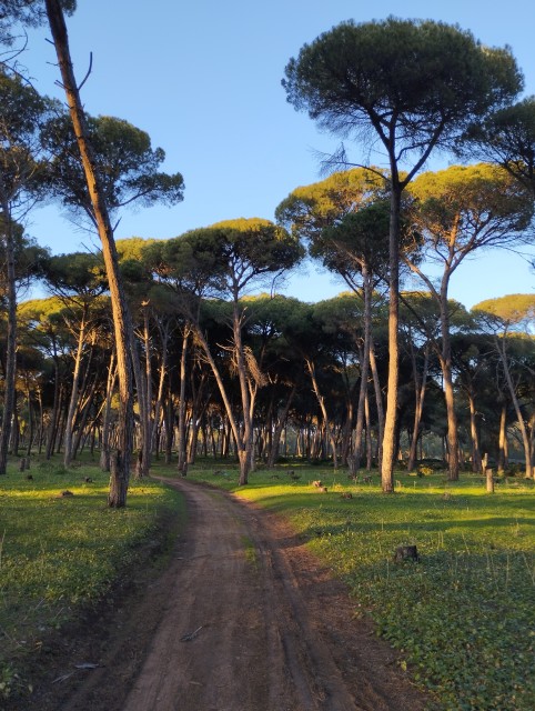 Forêt de Larache (février 2023 )