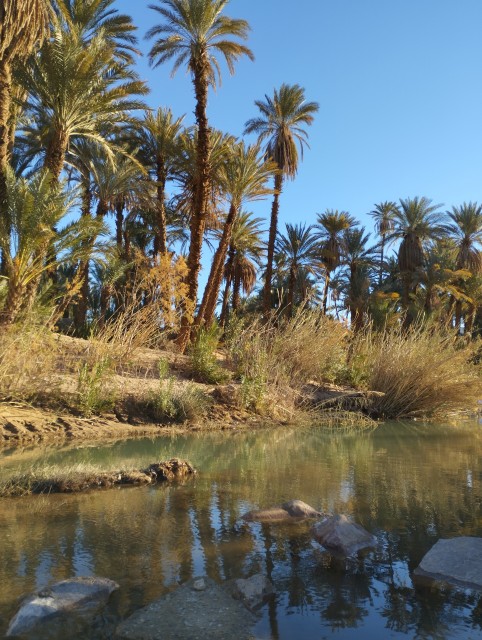 Oasis Amond (vers la fin de la palmeraie,a l'ouest  ) La zone est en travaux pour la construction du pont sur l'oued ,donc ça dénature un peu les lieux provisoirement )