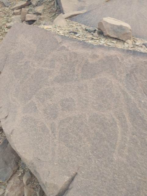 Émaillés de gravures rupestres sur le chemin de l'oasis Targant