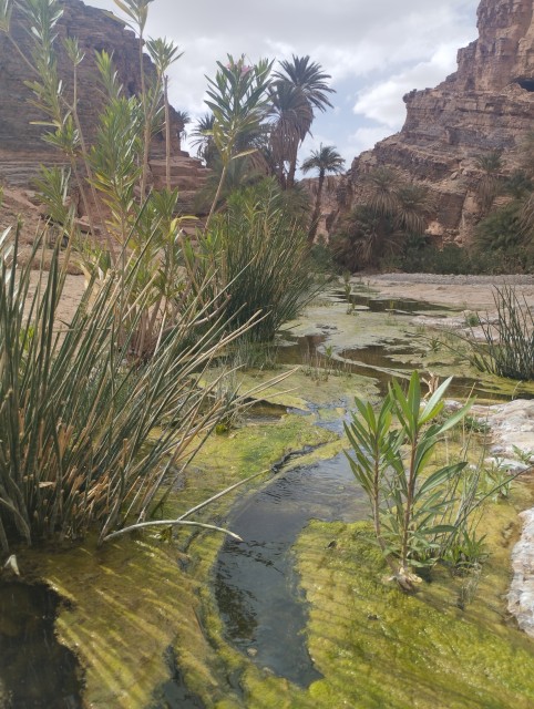 L'entrée des gorges Targant( photo prise hier ). A mon avis c'est la première oasis à l'entrée des gorges qui est la plus belle .Plus loin dans les gorges ,c 'est un dégradé jusqu'à la dernière oasis ,qui est totalement à sec ...