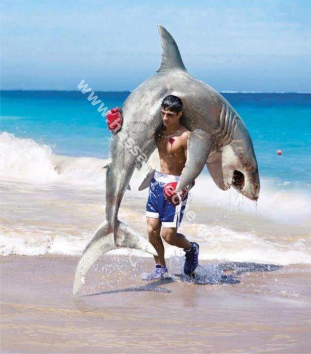 requin.jpg