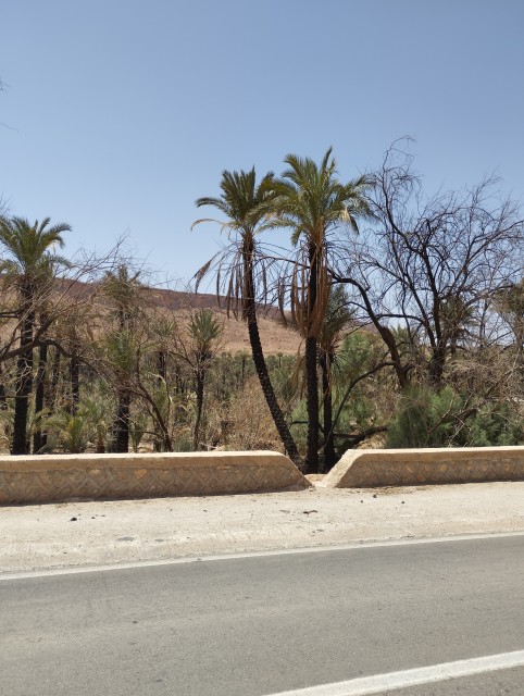 Dégâts dans la palmeraie au nord de Aoufouss