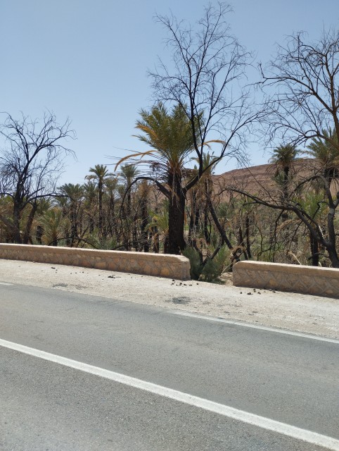 Dégâts des incendies dans la palmeraie au nord de Aoufouss