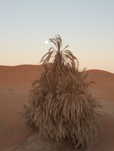 La lune se lève et le soleil se couche sur l'erg Chebbi (il y a quelques jours )