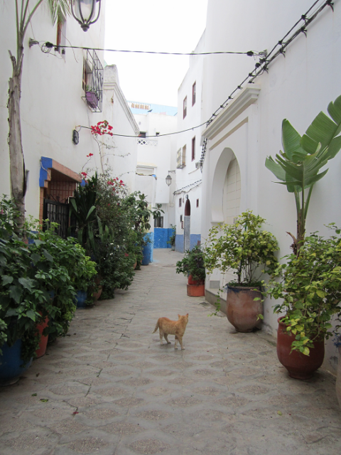 Rue Asilah3.png