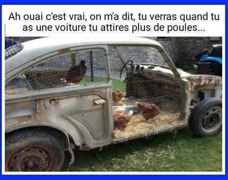 attirer les poules.png