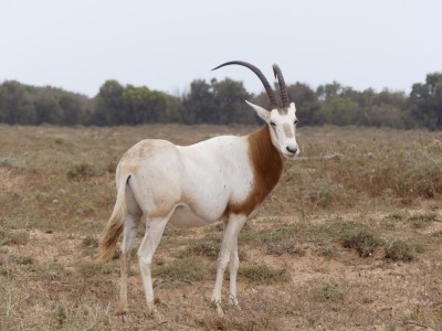 Un Oryx