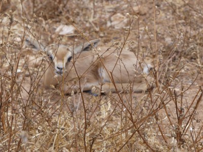 Une petite gazelle qui se &quot;cache&quot; à 5m de nous sans bouger, méthode de survie