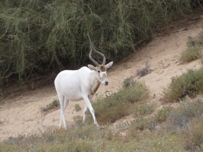 Un Addax