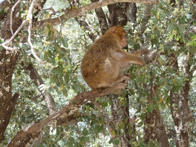 Un singe magot