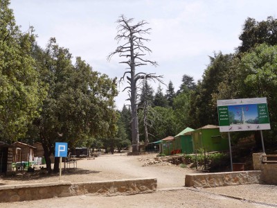 Le cèdre Gouraud