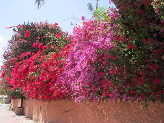 Bougainvilliers.jpg