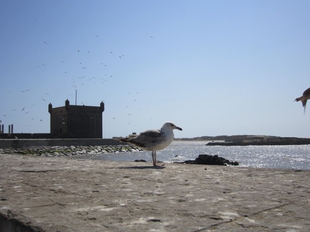 Essaouira.jpg