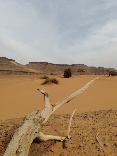 Bois mort et sable.