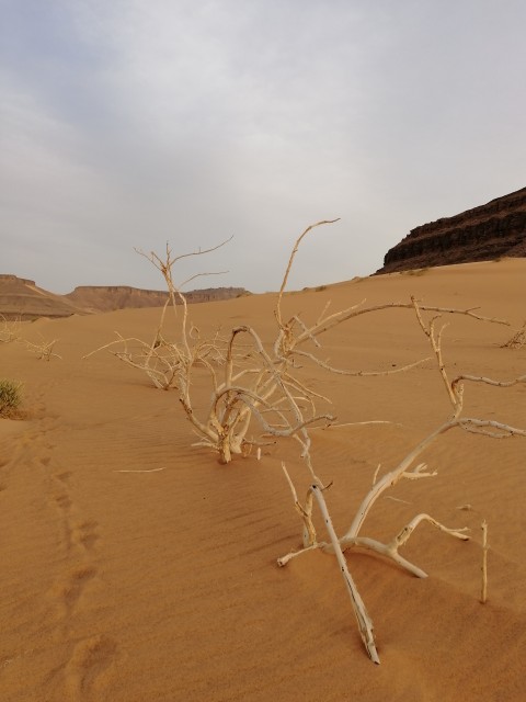 Et pour finir cette série du jour comme je l'ai commencée : Bois mort et sable. A bientôt...