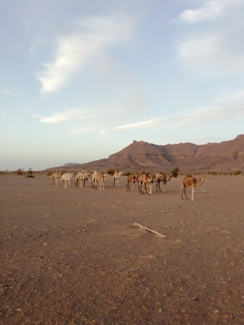 Et un joli troupeau de chameaux en sortant de la vallée blanche apres le coucher du soleil. J'ai encore 1h30 sur le vélo à 80 % (bancs de sols meubles) avant de rejoindre le fourgon. Vanné ! (et le plus beau c'est que personne ne m'a obligé à le faire...)