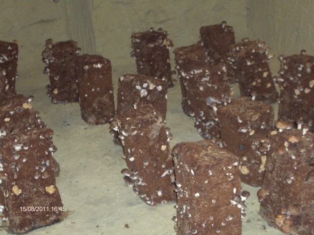 piquets.jpg